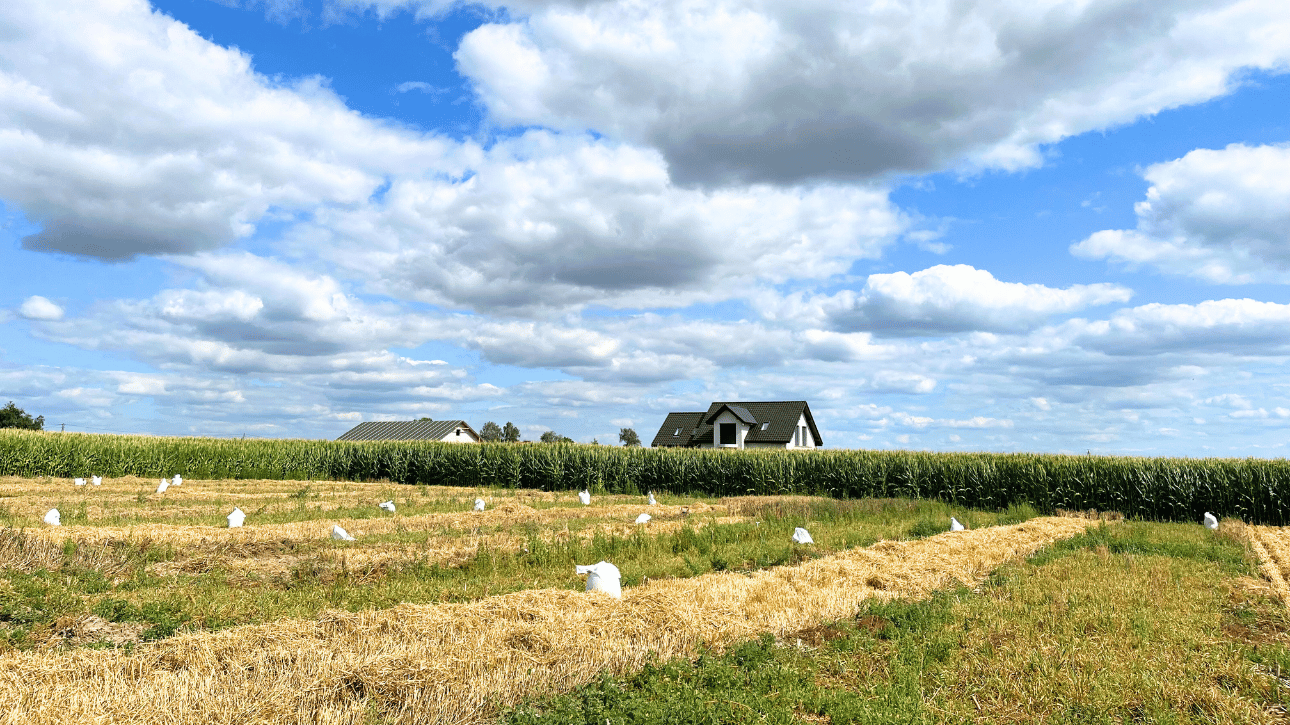 Zbiór jęczmienia Biskupice